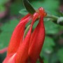 Red Columbine (Aquilegia formosa): Likes moist wooded areas.